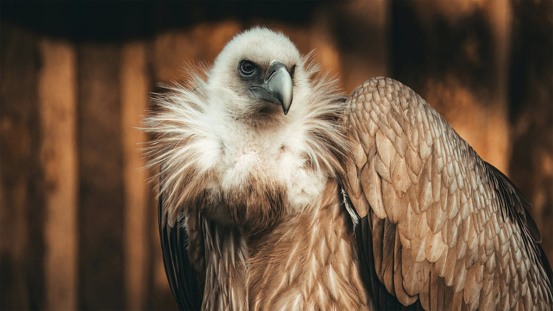 La faune et la flore des Bardenas